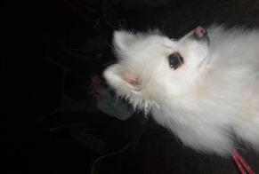 Alerta descoberta Cão Desconhecido Nyon Switzerland