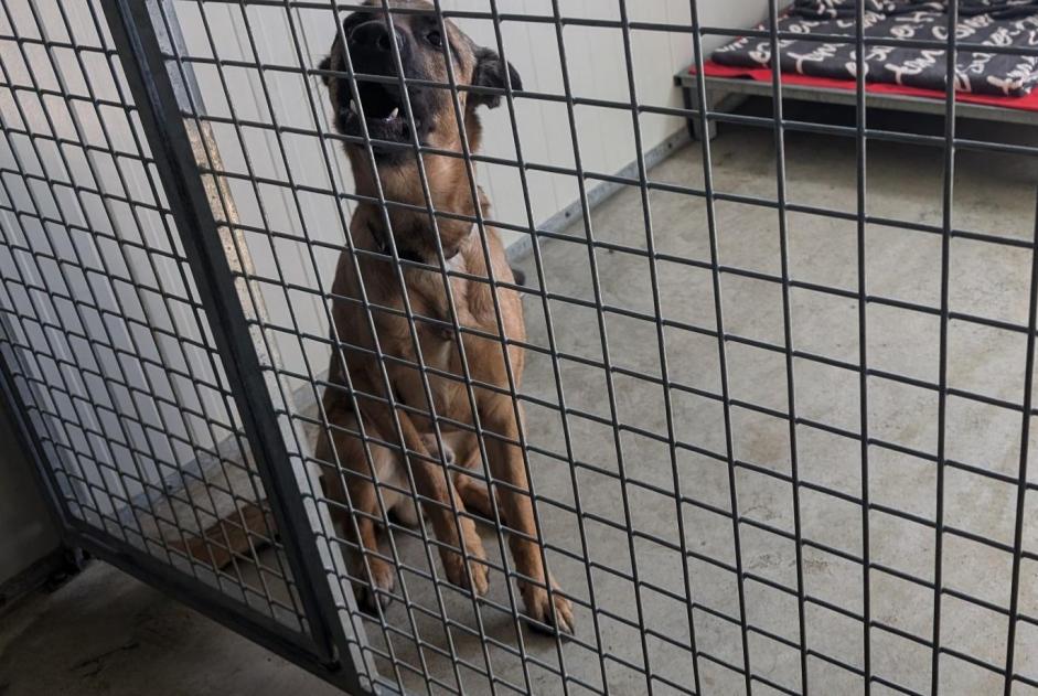 Fundmeldung Hund  Männliche Vitré Frankreich