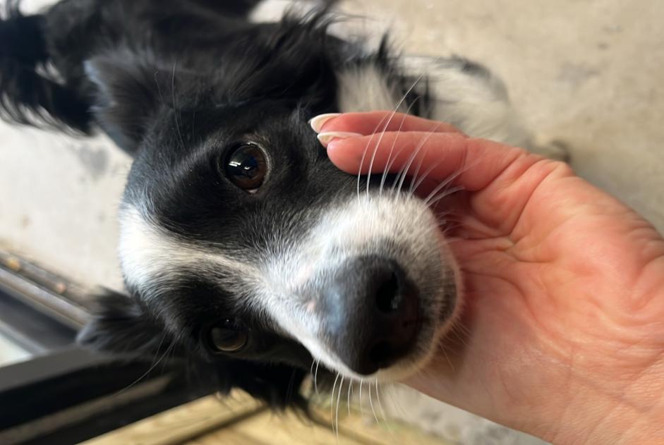 Fundmeldung Hund rassenmischung  Männliche Urrugne Frankreich