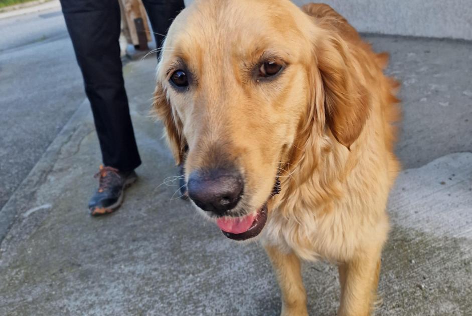 Fundmeldung Hund  Weiblich Oullins-Pierre-Bénite Frankreich