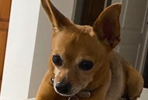 Vermisstmeldung Hund  Männliche , 12 jahre Petite-Île Frankreich