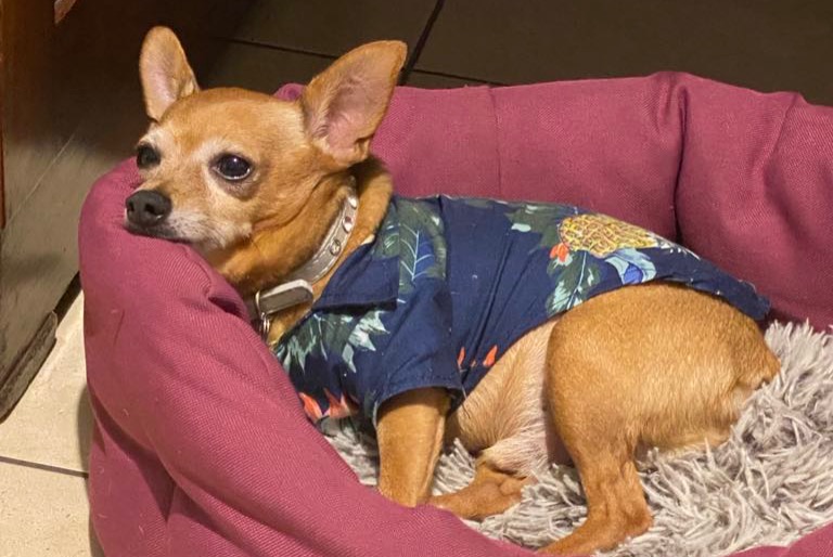 Vermisstmeldung Hund  Männliche , 12 jahre Petite-Île Frankreich