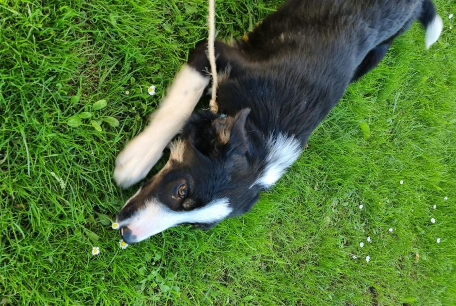 Fundmeldung Hund  Weiblich Hasparren Frankreich