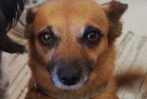 Vermisstmeldung Hund rassenmischung  Weiblich , 9 jahre Le Pradet Frankreich