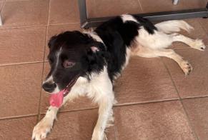 Fundmeldung Hund Männliche , 3 Jahre Saint-Pierremont Frankreich