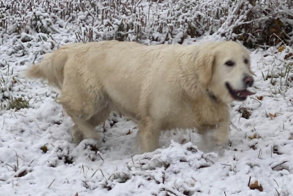 Vermisstmeldung Hund  Weiblich , 11 jahre Vandeins Frankreich