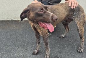 Fundmeldung Hund  Männliche Châteauroux Frankreich