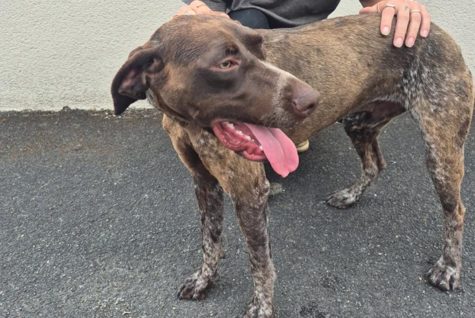 Fundmeldung Hund  Männliche Châteauroux Frankreich