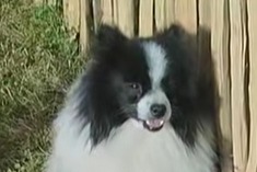 Vermisstmeldung Hund  Männliche , 6 jahre Le Cateau-Cambrésis Frankreich