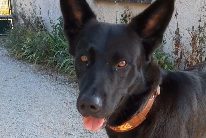 Fundmeldung Hund rassenmischung  Weiblich Faramans Frankreich