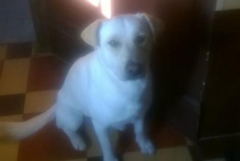 Disappearance alert Dog miscegenation  Male , 11 years Sommery France