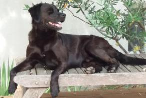 Disappearance alert Dog miscegenation  Male , 12 years Marignane France