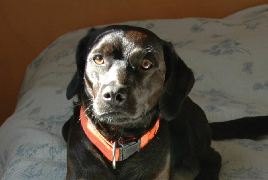 Disappearance alert Dog miscegenation  Male , 12 years Marignane France