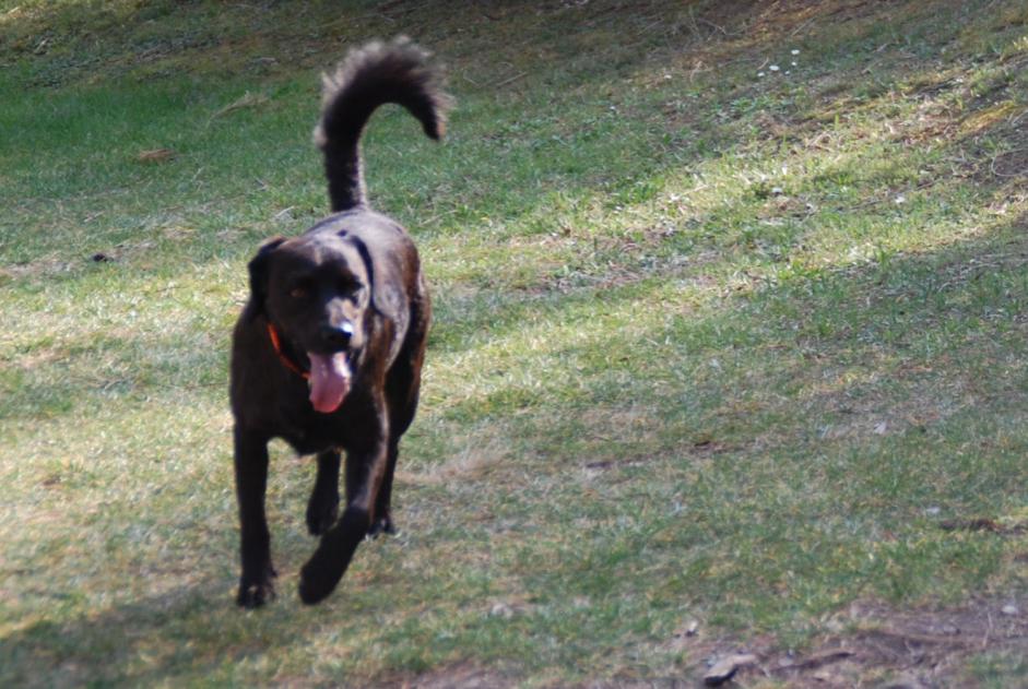 Disappearance alert Dog miscegenation  Male , 13 years Marignane France