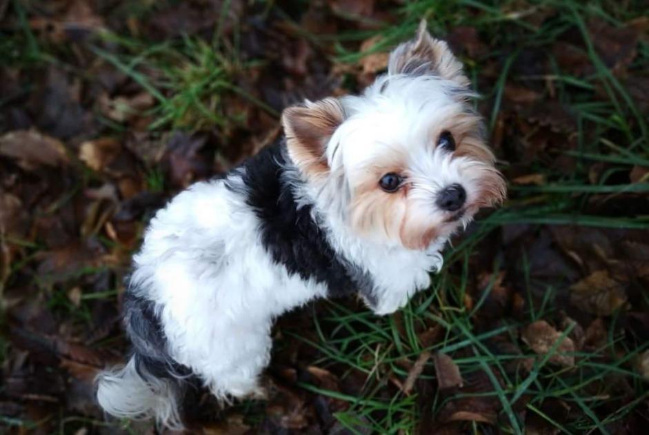 Disappearance alert Dog  Female , 11 years Valleiry France