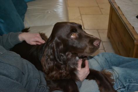 Disappearance alert Dog  Male , 7 years Savigny-le-Temple France
