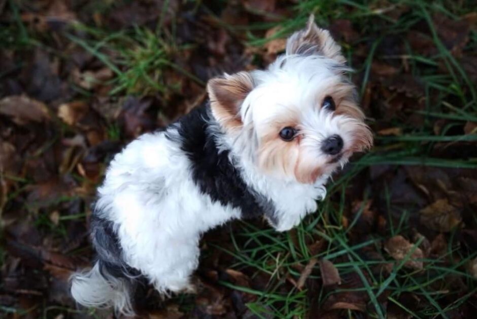 Disappearance alert Dog  Female , 11 years Valleiry France