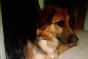 Disappearance alert Dog miscegenation  Female , 4 years Sorgues France