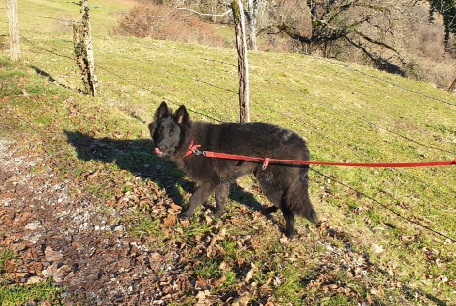 Disappearance alert Dog  Female , 1 years Saint-Alban-de-Montbel France