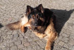 Disappearance alert Dog  Male , 7 years Avernes France