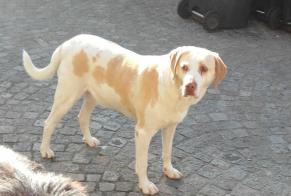 Disappearance alert Dog miscegenation  Male , 9 years Avernes France
