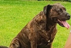 Disappearance alert Dog miscegenation  Female , 6 years Mesnières-en-Bray France