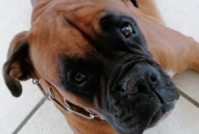 Disappearance alert Dog  Male , 3 years Nivolas-Vermelle France