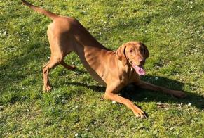 Disappearance alert Dog  Female , 1 years Saint-Fargeau-Ponthierry France