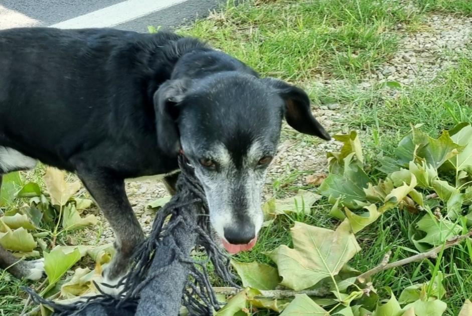 Discovery alert Dog miscegenation  Unknown Romilly-sur-Seine France