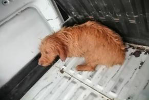 Discovery alert Dog Male Bagnols-sur-Cèze France