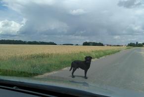 Discovery alert Dog  Male Montereau-sur-le-Jard France