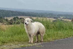 Discovery alert Dog miscegenation  Unknown Saint-Langis-lès-Mortagne France
