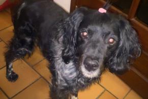 Disappearance alert Dog  Female , 13 years Saint-Martin-de-Londres France