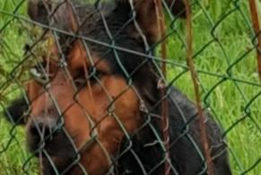 Discovery alert Dog Male Bordes France