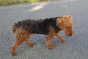 Disappearance alert Dog  Female , 11 years Margaux-Cantenac France