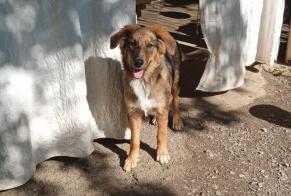 Discovery alert Dog miscegenation  Male Tibiran-Jaunac France
