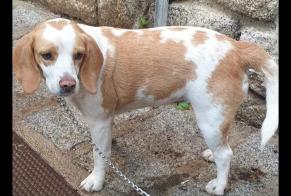 Disappearance alert Dog  Female , 6 years Pianottoli-Caldarello France