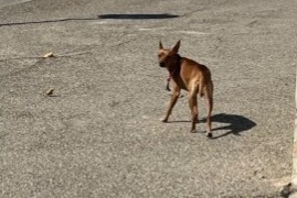 Discovery alert Dog miscegenation  Unknown Port-Saint-Louis-du-Rhône France