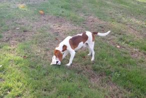 Discovery alert Dog Male Quimper France