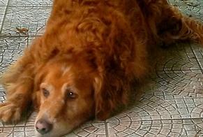 Disappearance alert Dog  Male , 11 years Bègles France