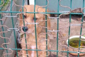 Discovery alert Dog miscegenation  Male Rives-de-l'Yon France