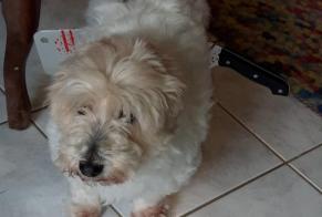 Disappearance alert Dog  Male , 8 years Clayes France