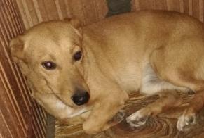 Disappearance alert Dog  Male , 5 years Bagnoles France