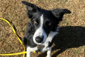 Disappearance alert Dog  Female , 1 years Gex France