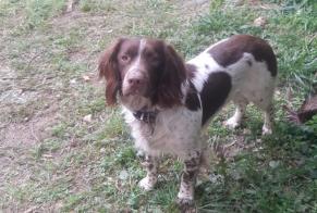 Disappearance alert Dog  Male , 2 years Nîmes France