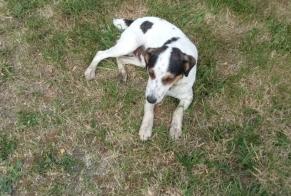 Disappearance alert Dog miscegenation  Male , 3 years Mesnil-en-Ouche France