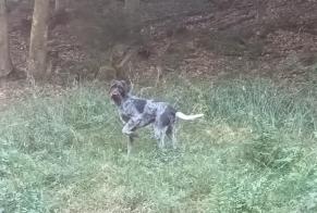 Disappearance alert Dog miscegenation  Male , 5 years Obersteinbach France