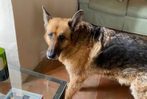 Discovery alert Dog  Unknown Montcuq-en-Quercy-Blanc France