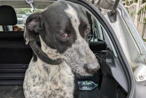 Discovery alert Dog Male Saint-Prix France