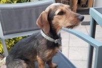 Disappearance alert Dog miscegenation  Female , 7 years Stotzheim France